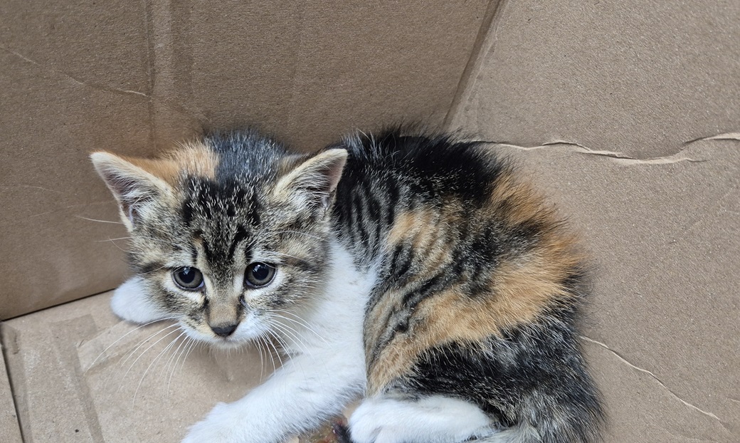 김천시 동물보호센터_447506202500396